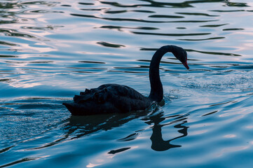 Black Swan Swimming in a Lake © 瑞鑫 王