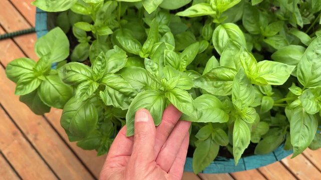 Male hand inspecting fresh organic Italian basil leaves before harvesting during the summer growing season 