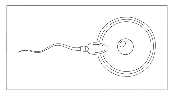 sperm cell, egg cell