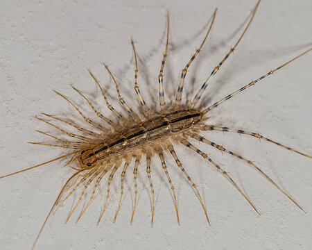 House Centipede Scutigera Coleoptrata Close Up on Light Wall