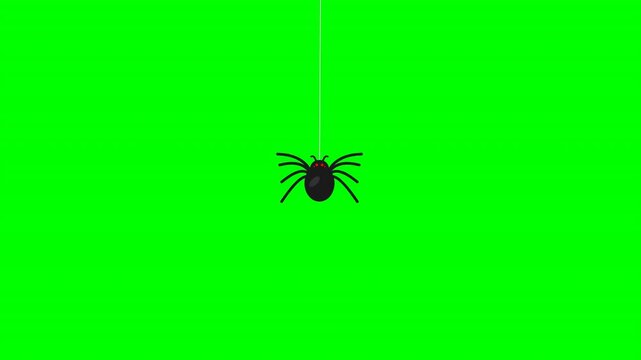 Animated spider hanging on web thread over green screen background.
