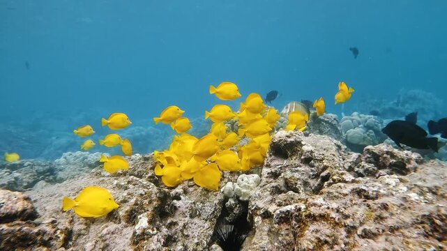 School of yellow tang swimming below the ocean surface and around rocks at Captain Cook, Big Island, Hawaii, in slow motion.