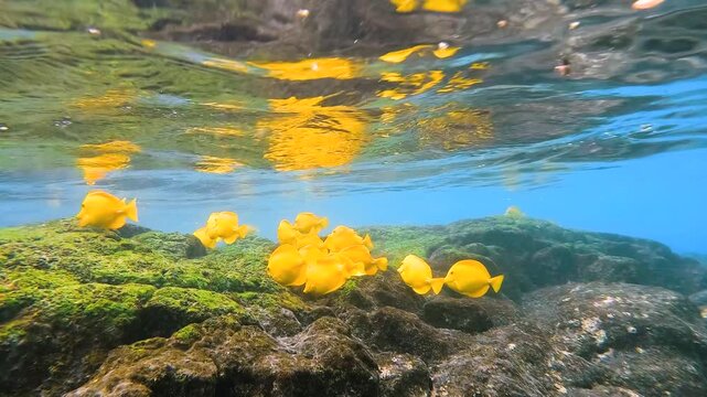 School of yellow tang swimming below the ocean surface and around rocks at Captain Cook, Big Island, Hawaii, in slow motion.