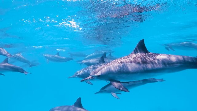 Pod of spinner dolphins swimming through crystal clear blue water in Egypt in slow motion.