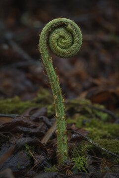 Involute fern fiddlehead in forest moss, growth and nature renewal concept