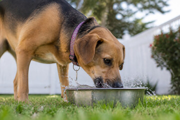 Fototapeta premium Dog drinking water from metal bowl in backyard, pet hydration and thirst