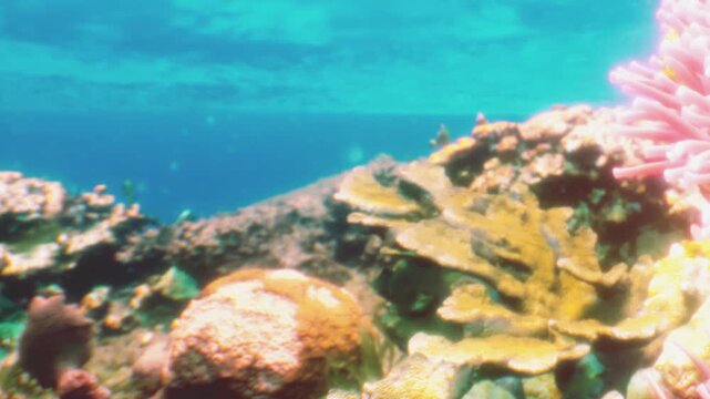 A colorful coral reef is visible in clear blue water. Various types of corals and marine plants are seen. The scene is lively and showcases underwater ecosystems in the ocean.
