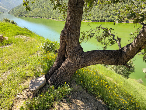 A thick, forked tree trunk rises from a wildflower-strewn slope overlooking a river that shifts from teal to emerald green.
📍 Hawraman Takht, Kurdistan, Iran 
