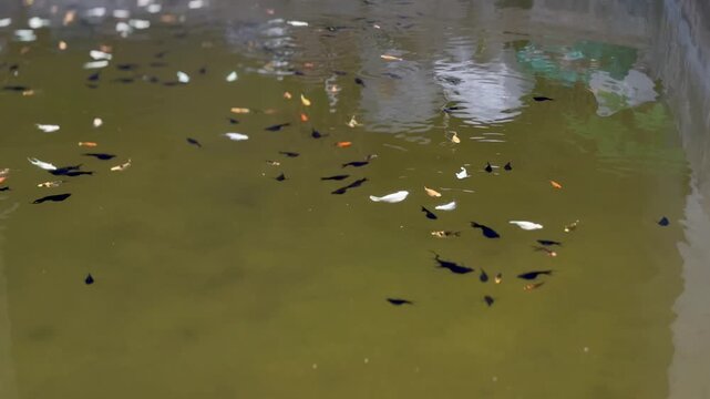 Cinematic close-up of colorful small ornamental fishes, like guppies or mollies, swimming actively in a traditional concrete fish pond. Beautiful calm green freshwater reflecting natural outdoor light