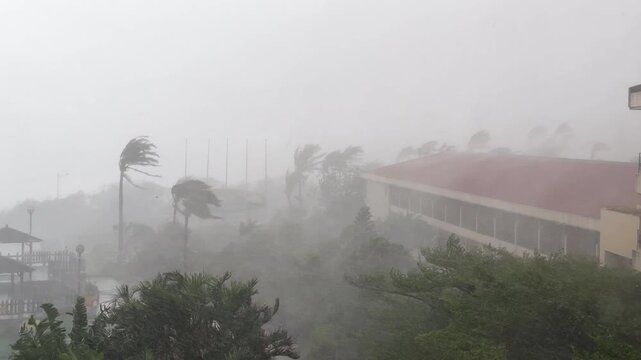 Hurricane Eyewall Winds and Torrential Rain Lash Palm Trees And Buildings - Koinu
