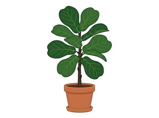 Fototapeta premium Fiddle Leaf Fig Tree in Ceramic Pot – Indoor Botanical Illustration