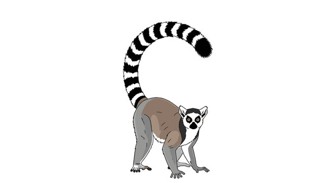 Ring-tailed lemur with a long black and white striped tail standing and looking forward in a cartoon illustration over a white background.