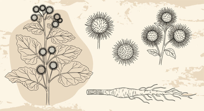 Vintage hand drawn engraving style burdock plant showing detailed roots, large leaves, and spiky thistle flowers.