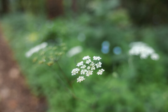 White wildflower umbel in green woodland with shallow focus, soft natural light, and blurred forest background creating peaceful botanical scene