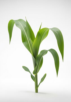 A young, vibrant green corn plant stalk solated against a clean white background