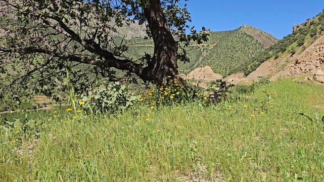A weathered tree arches over a wildflower-dotted meadow with a river glimpse and terraced spring mountains beyond.
📍 Hawraman Takht, Kurdistan, Iran 