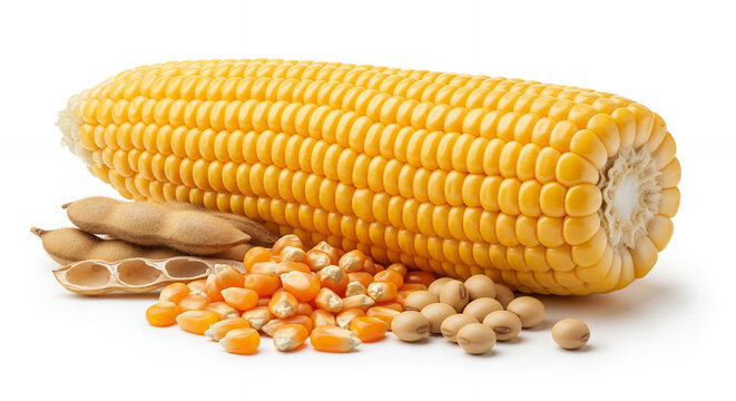 A studio shot of agricultural crops, featuring fresh and dried corn alongside whole soybeans and dry pods against a solid white background