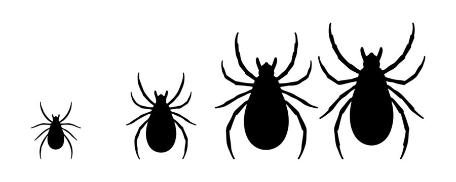 Set of parasite silhouettes showing different tick growth stages from small nymph to large adult deer bug.