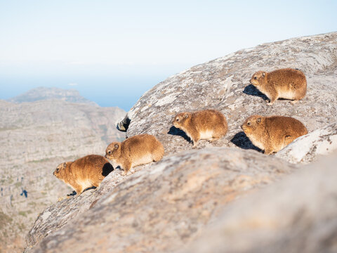 A group of rock hyrax (dassie) standing on a boulder on Table Mountain, Cape Town, South Africa