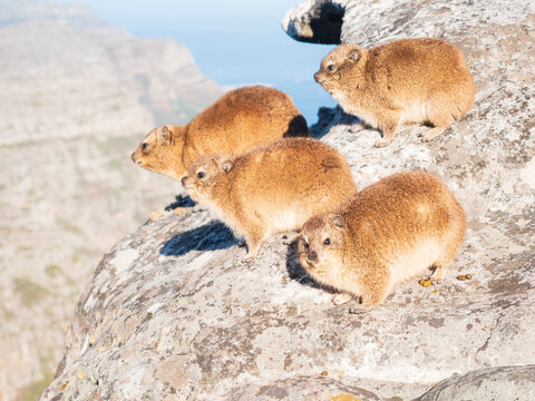 A group of rock hyrax (dassie) standing on a boulder on Table Mountain, Cape Town, South Africa