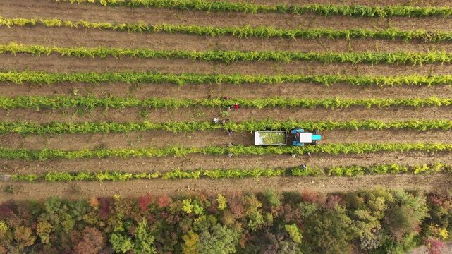 Professional drone view of Chilean coastal vineyards during wine grape harvest, featuring Mediterranean climate landscapes, manual grape picking, viticulture, and modern wine production