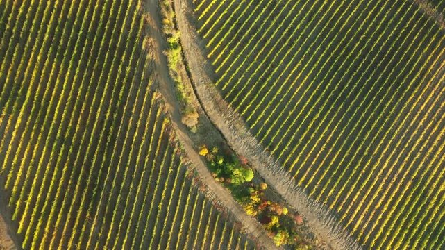 Aerial drone shot of Portuguese vineyards in the Valley during grape harvest, featuring steep vineyard terraces