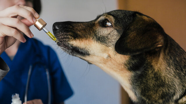 Pet dog taking cbd hemp oil - Canine licking cannabis and vitamin dropper for anxiety treatment