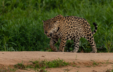 Fototapeta premium A jaguar in the Pantanal, Brazil