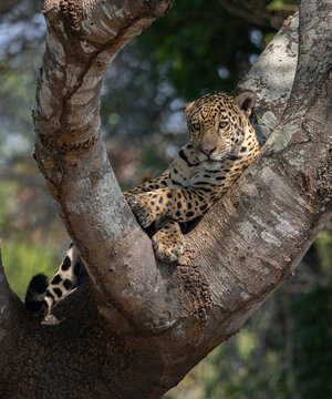 A jaguar in the Pantanal, Brazil