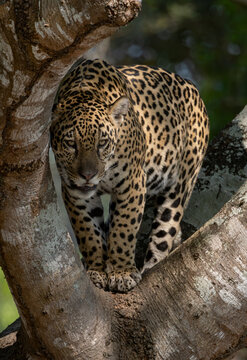 A jaguar in the Pantanal, Brazil