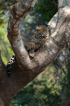 A jaguar in the Pantanal, Brazil