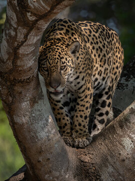 A jaguar in the Pantanal, Brazil
