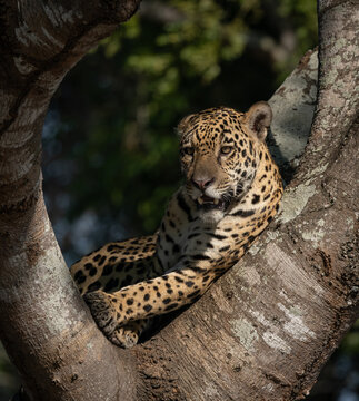 A jaguar in the Pantanal, Brazil