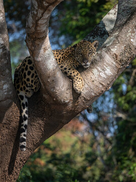 A jaguar in the Pantanal, Brazil