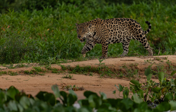 A jaguar in the Pantanal, Brazil