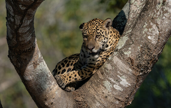 A jaguar in the Pantanal, Brazil