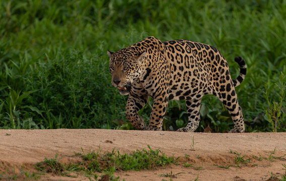 A jaguar in the Pantanal, Brazil