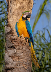 Blue and yellow macaw in Brazil © Harry Collins