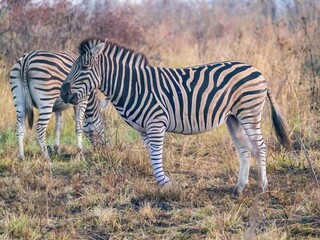 Plains zebras (equus quagga) grazing in grassland in Kruger National Park, South Africa © Sharon