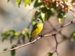 Fototapeta premium A collared sunbird (hedydipna collaris) perched on the branch of a tree in Kruger National Park