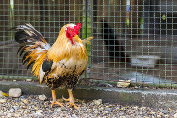 Beautiful Rooster © Maria
