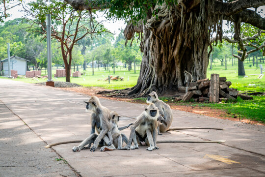 Tufted gray langur family in Anuradhapura, Sri Lanka