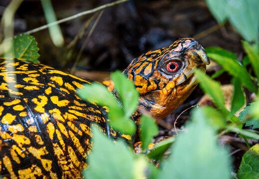 eastern box turtle head eyes beak in green vegetation closeup