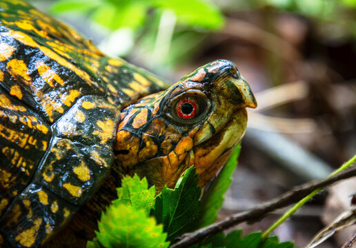 eastern box turtle head eyes beak in green vegetation closeup