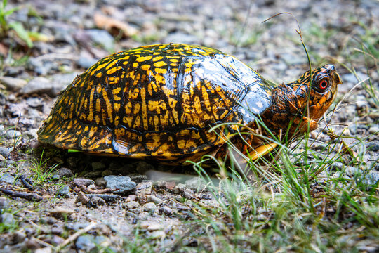 eastern box turtle full carapace pattern head eyes closeup