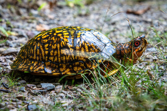eastern box turtle full carapace pattern head eyes closeup