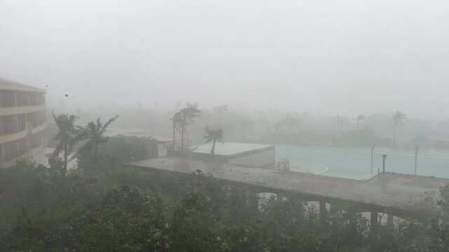 Palm Trees Lashed by Violent Winds Inside Hurricane Eyewall - Koinu
