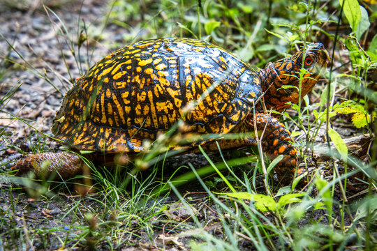 eastern box turtle walking in grass full carapace pattern head eyes closeup