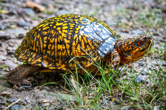 eastern box turtle walking in grass full carapace pattern head eyes closeup