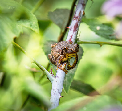 spring peeper tree frog chorus on twig branch sticky pads with thorn
